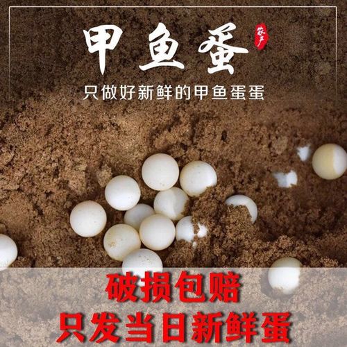 新鲜甲鱼蛋 原生营养老鳖水鳖蛋食用头窝王八蛋宝宝 老少皆宜包邮