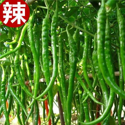 辣椒新鲜特辣青辣椒香辣薄皮正宗杭椒长线二荆条线椒一整箱批发价【15