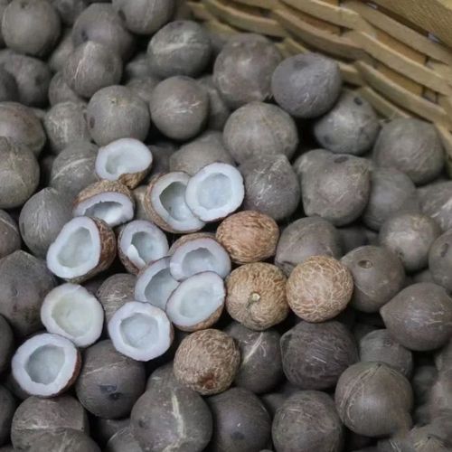 非洲海椰王500g海椰皇迷你小椰子小海椰王广东煲汤料海底椰王新鲜