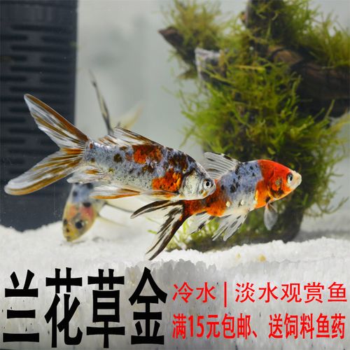 观赏鱼兰花草金鱼长尾草金五花草金锦鲤鱼活体鱼冷水鱼练手鱼好养