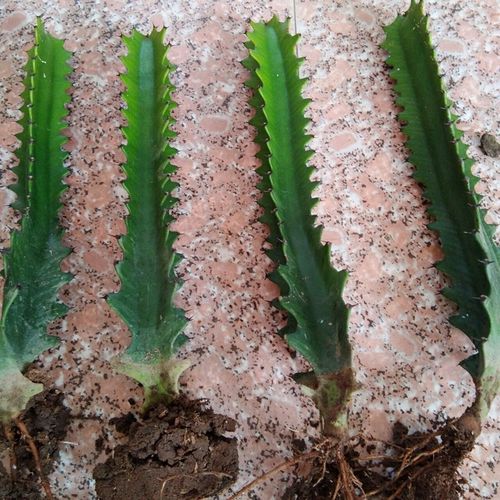 巴西龙骨龙骨盆栽室内观赏霸王鞭仙人掌量天尺多肉植物盆景【4月30日