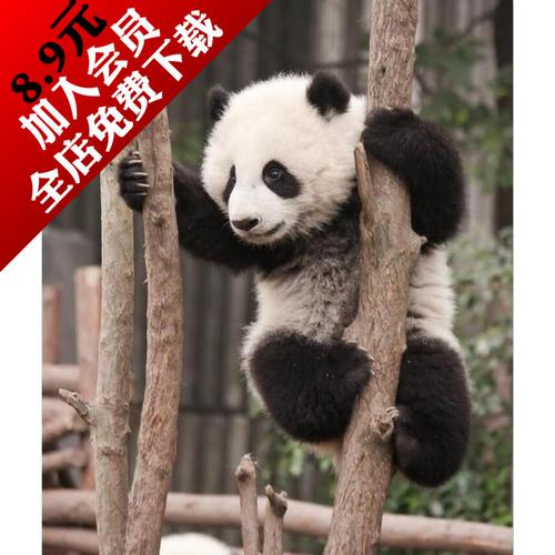 可爱大熊猫滚滚动物高清海报桌面壁纸摄影萌图片ps设计素材