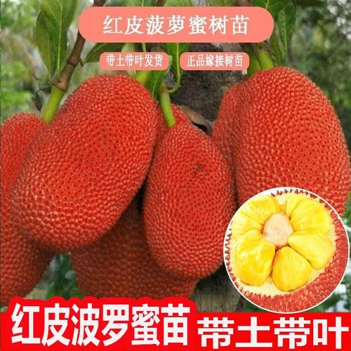 红皮红肉菠萝蜜苗嫁接树苗木菠萝苗马来西亚1号当年结果带土带叶