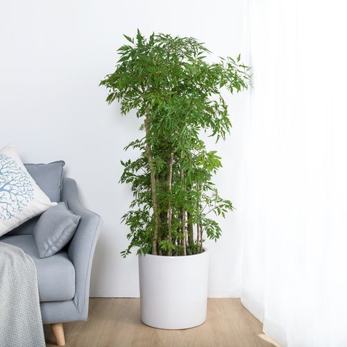 富贵叶羽叶福禄桐盆栽植物室内客厅办公室大型绿植开业乔迁送礼