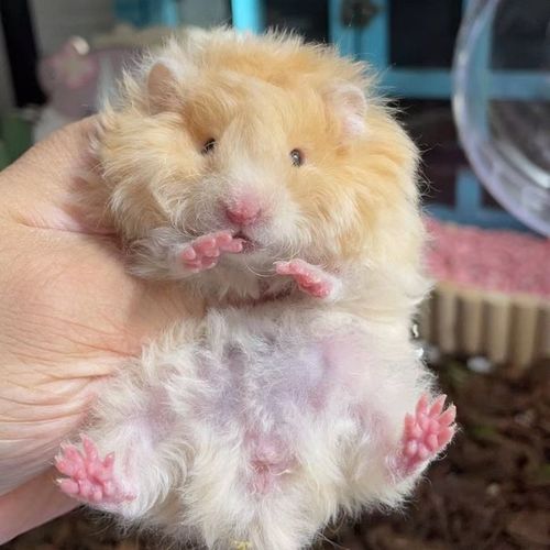 家养温顺上手长毛金丝熊 卷毛面纹蜜 蜜色西施熊仓鼠大体格【15天内