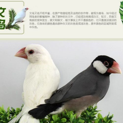 特色驼色文鸟活体幼鸟银色文鸟活体鸟宠物鸟文鸟观赏鸟灰文鸟活体