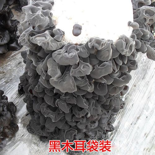 蘑菇黑木耳菌种菌包家庭室内大棚黑木耳种植