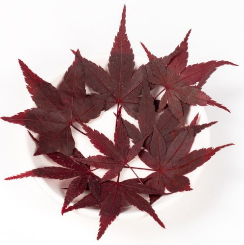 新鲜红枫叶 枫树叶 红叶 红枫  maple leaf (red)