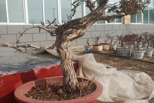 0/株 金银木 金银花