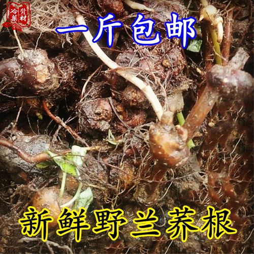 新鲜野荞麦根疙瘩 四川苦荞麦根金开锁500g包邮 野兰荞万年荞金荞