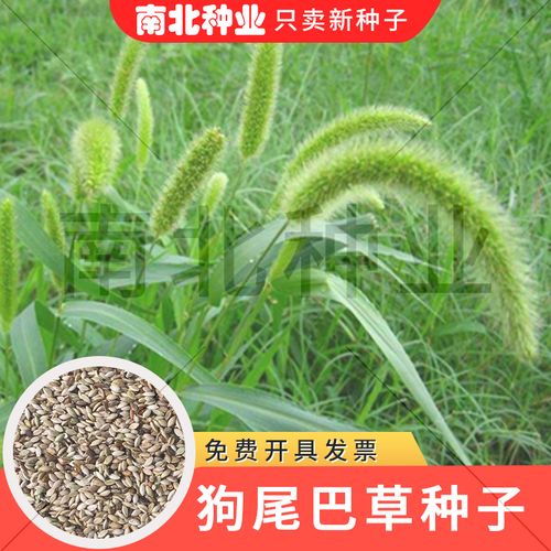 狗尾草种子旱地常见芮草沙漠牧草杂草观赏型护坡狗尾巴草种子