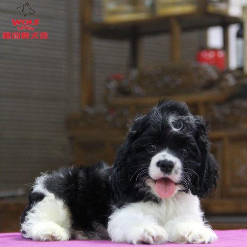 狼图腾可卡犬纯种美国可卡犬宠物犬双血统可卡犬美卡幼犬活体家养宠物