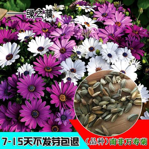 南非万寿菊种子蓝目菊非洲菊花种子耐寒景观园林庭院花卉四季易播