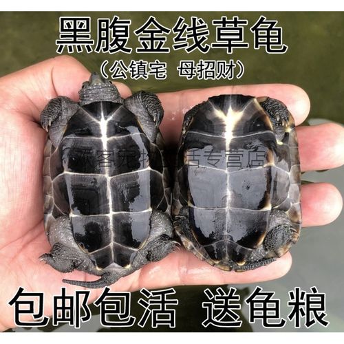 苏北外塘中华草龟情侣金线龟 乌龟活物吃菜大小乌龟活体 2—3厘米