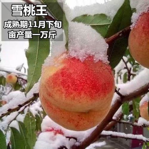 新品种早熟晚熟冬桃血桃苗盆栽地栽南北方当年结果树苗 新品种-雪桃王