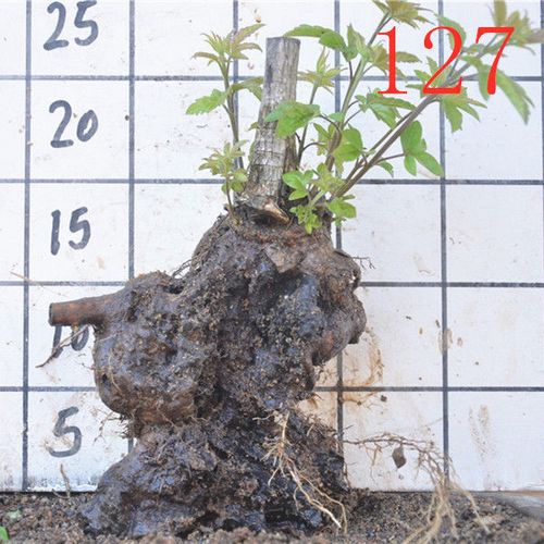 老四季盆景桩树新鲜盆栽室内观赏开花黄镂空疙瘩园林小型荆条荆