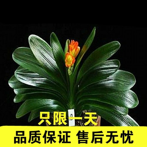 君子兰盆景10片叶子室内盆栽花卉苗圆头和尚鸳鸯大苗当年开花 8年苗