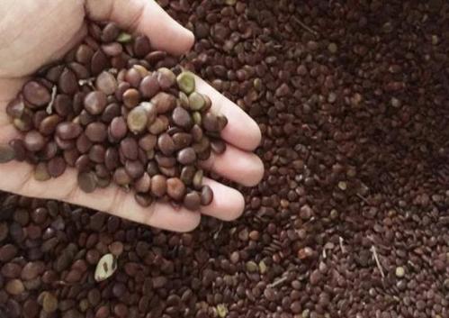 0/斤 槐树种子 黄花槐公路绿化灌木种子