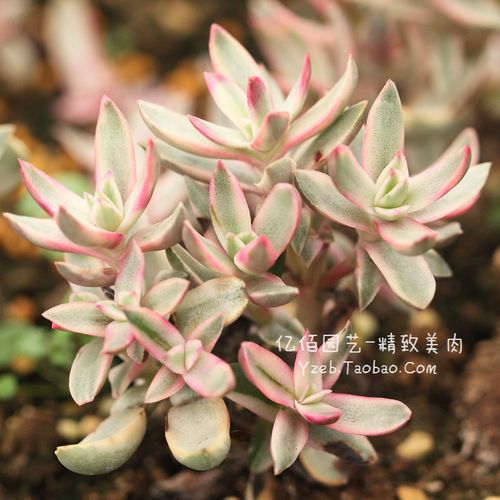 糖果锦 棒棒糖 多肉植物 砍头