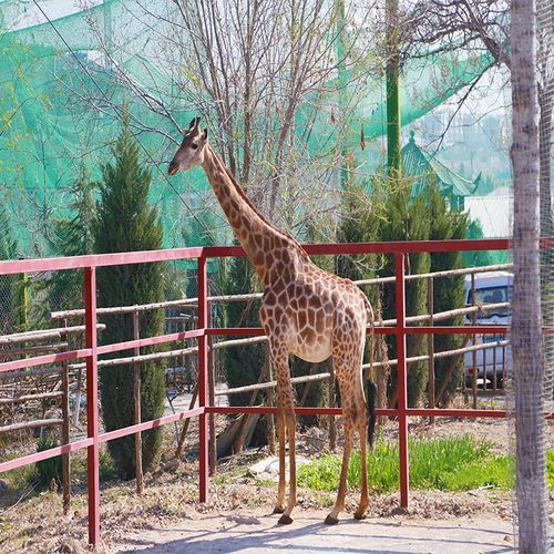 [五龙山野生动物王国-大门票]五龙山野生动物王国五龙山动物园