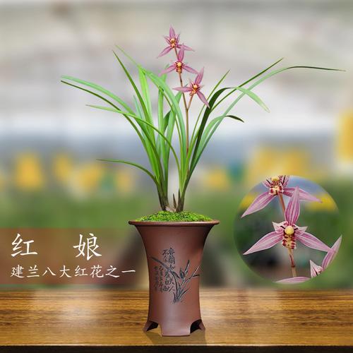 香思兰缘建兰红娘兰花苗八大红花铭品红芽浓香经典款花卉绿植盆栽