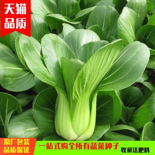 农家小油菜籽青梗菜四季小白菜种子上蔬菜海青小青菜籽盆栽阳台