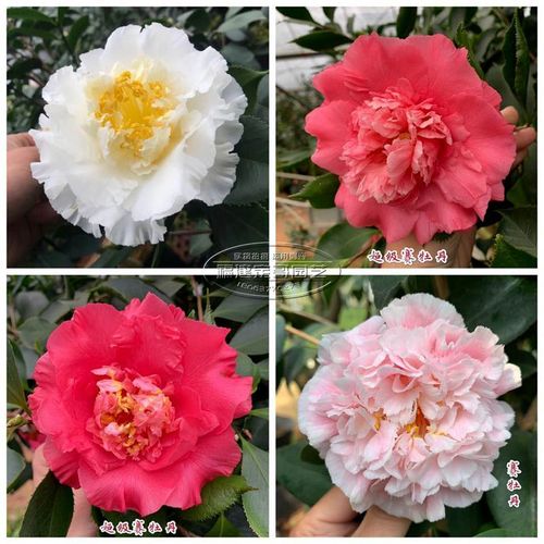 精品赛牡丹茶花超级赛牡丹白天鹅三赛花卉盆栽室内外阳台庭院植物