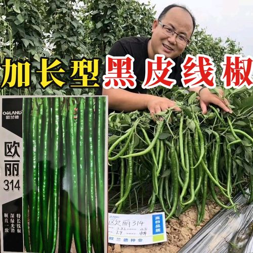 欧兰德欧丽314线椒种子 深墨绿光亮顺直高产黑线椒条椒辣椒种子籽