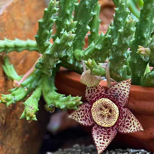 姬龙角群生 萝藦科开花奇异多肉植物组合盆栽花卉绿植