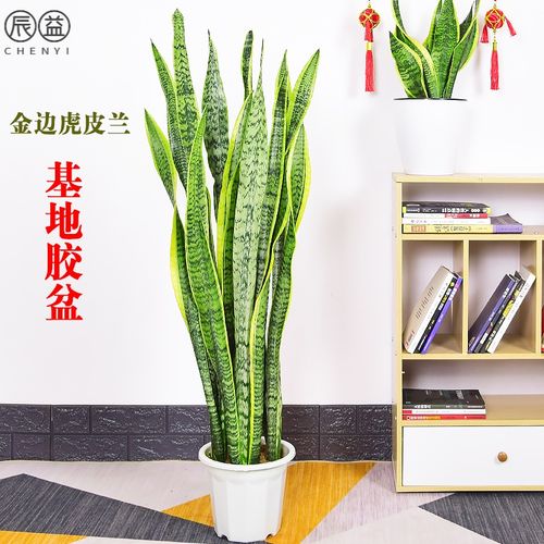 金边虎皮兰盆栽银脉虎尾兰大型室内客厅办公室绿植吸甲醛净化空气 原