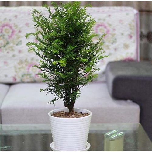 红豆杉盆栽室内客厅办公室緑植吸甲醛净化空气四季常青植物可结果
