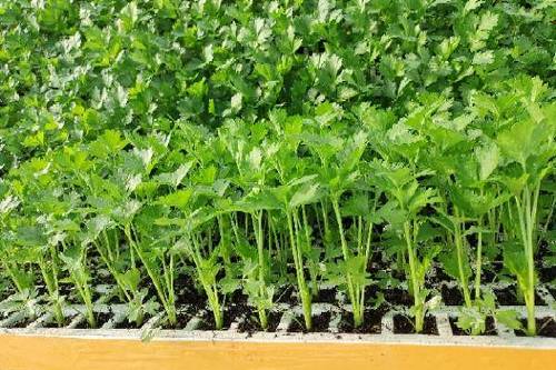 1/棵 芹菜苗  蔬菜种苗