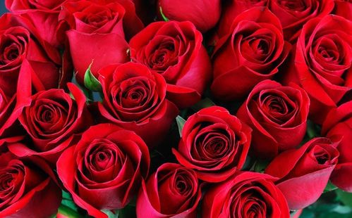 全国配送d鲜切花99支红玫瑰黑纱花束浪漫送爱人好友生日纪念日求