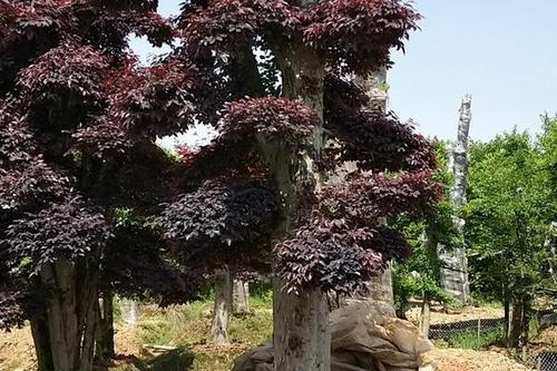 0/棵 造型红继木桩  造型红桎木