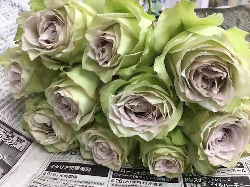珞孜直播间47号链接青金石面纱月季根接苗大花灌木