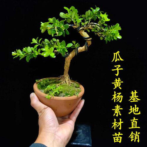 瓜子黄杨黄杨树小苗豆瓣绿植物冬天耐寒植物四季常绿植物盆景素材