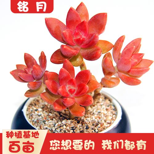 铭月小老桩多肉植物大颗多头群生室内绿植组合盆栽肉肉植物不含盆