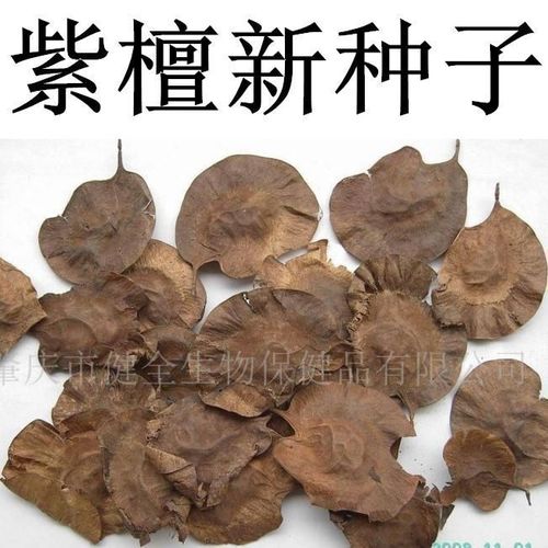 新采黄檀种子小叶紫檀种子白檀种子檀香树种子印度檀香种子