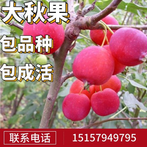 东北大秋果树苖南北方庭院种植沙果盆栽嫁接小苹果当年结果