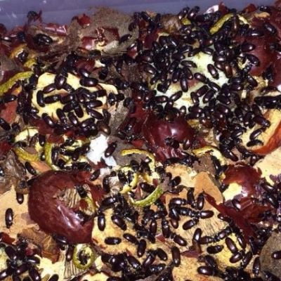 九龙虫科学养殖基地洋虫活体长寿虫药用养生虫泡酒药材活虫食用虫