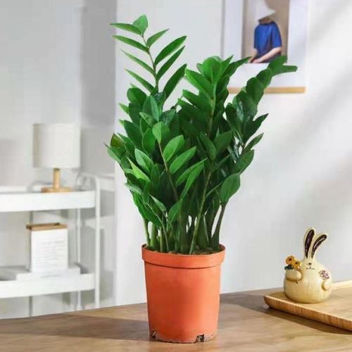 【精品绿植】金钱树办公室盆栽高植物室内花卉客厅大绿植钱串子发财树