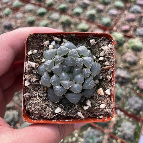 紫姬玉露多肉小盆栽阳台办公桌好养肉肉植物净化空气防辐射带盆土