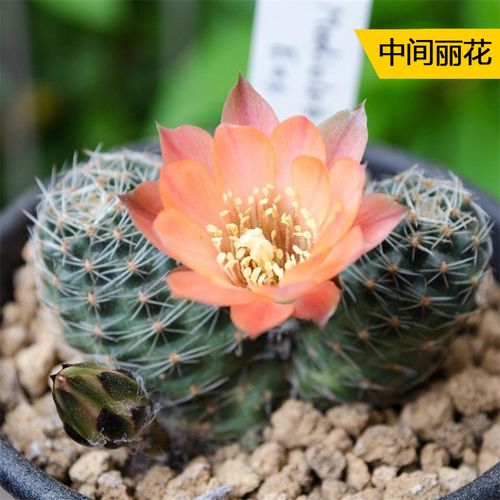 丛野 |中间丽花稀有橙黄色花仙人球大花仙人掌多肉植物办公防辐射