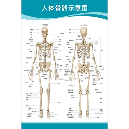 医院科室挂图 头部脑神经人体解剖结构示意图大脑血液
