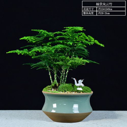 唐山云竹盆景文竹盆栽室内中式居家客厅办公桌面植物四季常青绿植