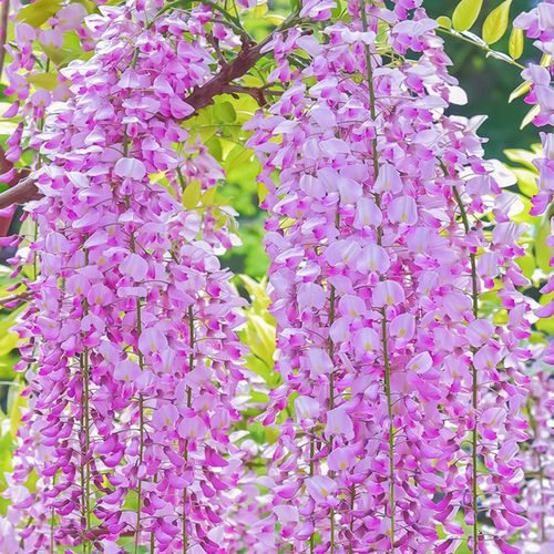 3米长紫藤花树苗爬藤绿植物盆栽四季攀援花卉庭院阳台紫藤萝瀑布 有