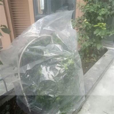 盆景庭院挡风沙植物防寒保温罩防尘袋保护袋果树塑料y膜套袋树套