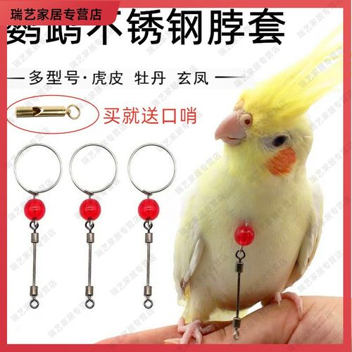 玄凤鹦鹉脖圈脖套不锈钢小型鸟脖套牡丹虎皮训鸟绳玄风栓鸟脖套