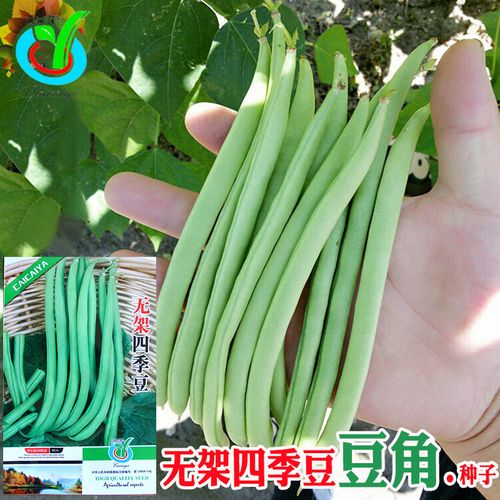 无架四季豆种子 农田菜园叶色深绿肥大嫰荚肉厚绿色豆角蔬菜籽