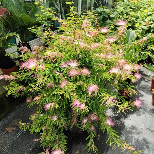 香水合欢细叶粉扑花耐热耐寒耐旱庭院阳台长青四季观花盆栽大苗
